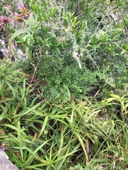 Senecio subrubriflorus