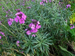 Erysimum linifolium