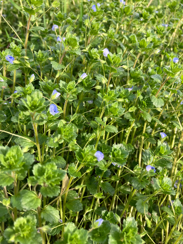 bird's-eye speedwell