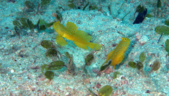 Cryptocentrus cinctus