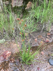 Rhynchospora barrosiana