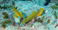 Cryptocentrus cinctus