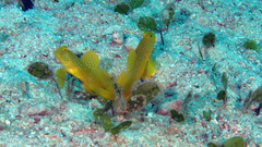 Cryptocentrus cinctus