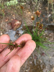 Rhynchospora barrosiana