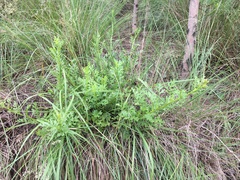 Senecio subrubriflorus