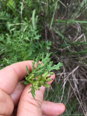 Senecio subrubriflorus