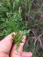 Senecio subrubriflorus