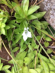 Craterocapsa tarsodes