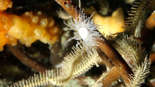 Staurocladia observed 2026-02-20