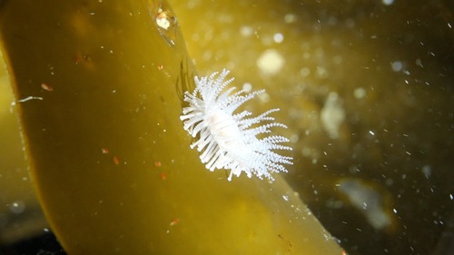 Staurocladia observed 2026-02-20
