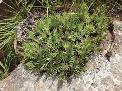 Helichrysum herbaceum