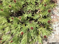 Helichrysum herbaceum