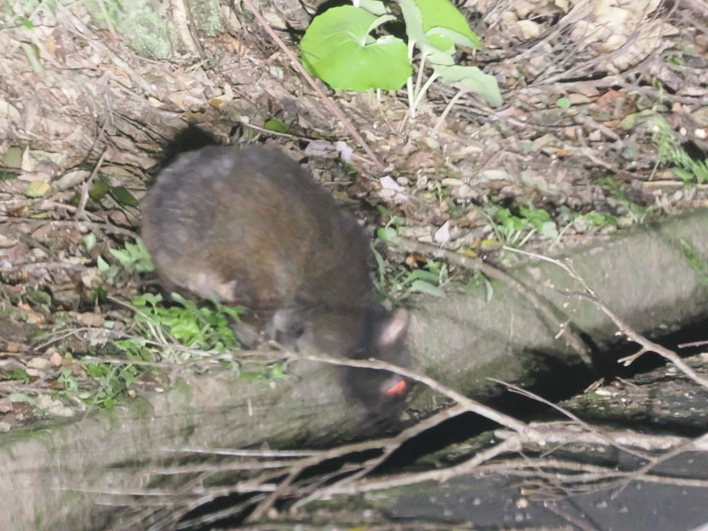 Amami Rabbit in January 2026 by Simon Tonge · iNaturalist