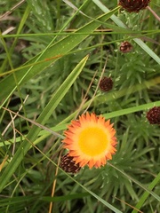 Helichrysum herbaceum
