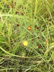 Helichrysum herbaceum
