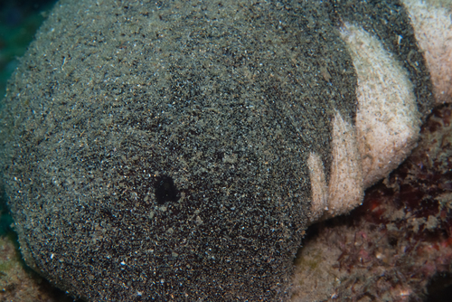Holothuria nobilis observed 2026-02-05