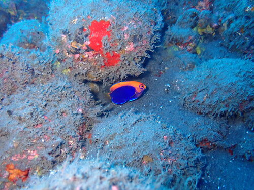 Centropyge acanthops observed 2026-02-20