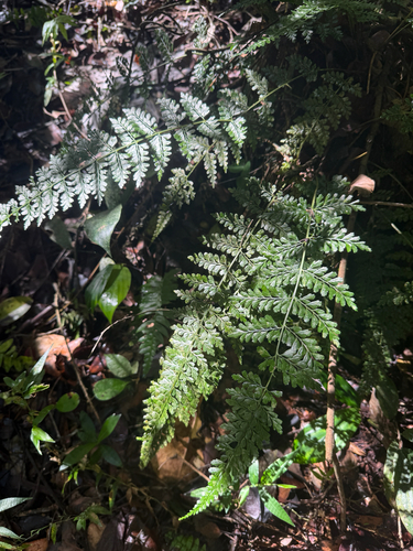 Asplenium cuneatum observed 2026-02-19