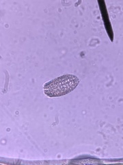 Colepidae