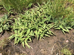 Merwilla plumbea