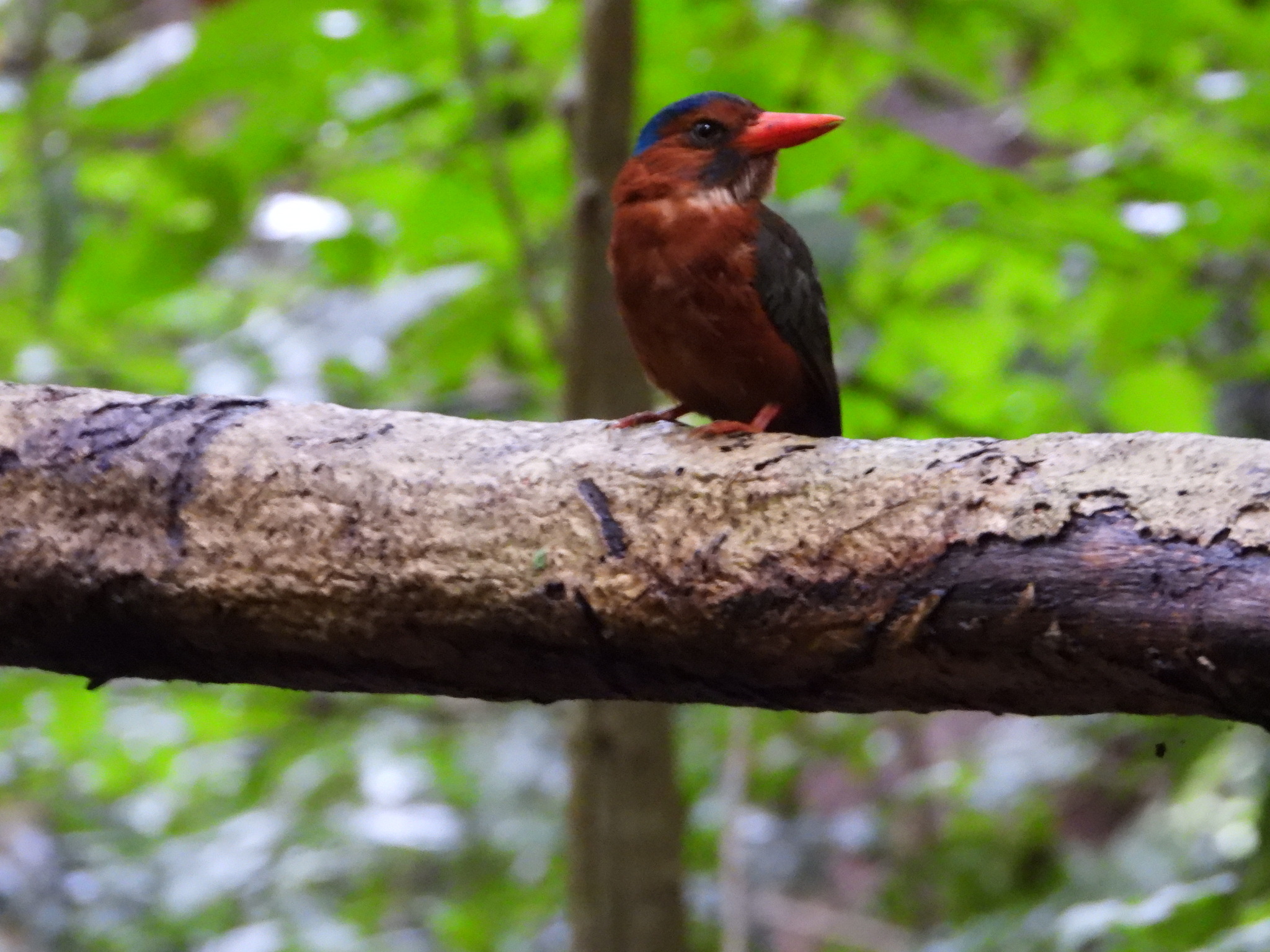 Green-backed Kingfisher (Actenoides monachus), photo 8