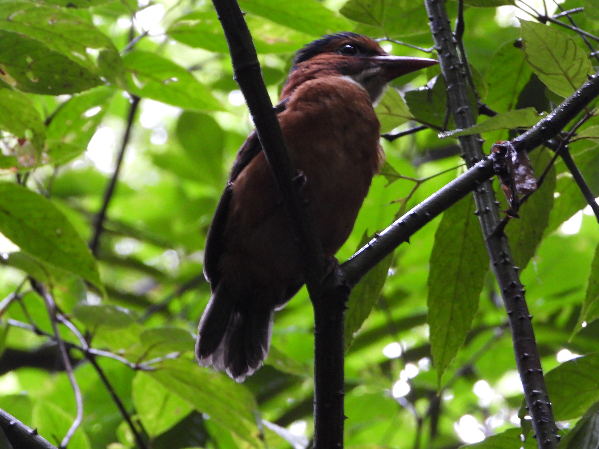 Green-backed Kingfisher (Actenoides monachus), photo 9