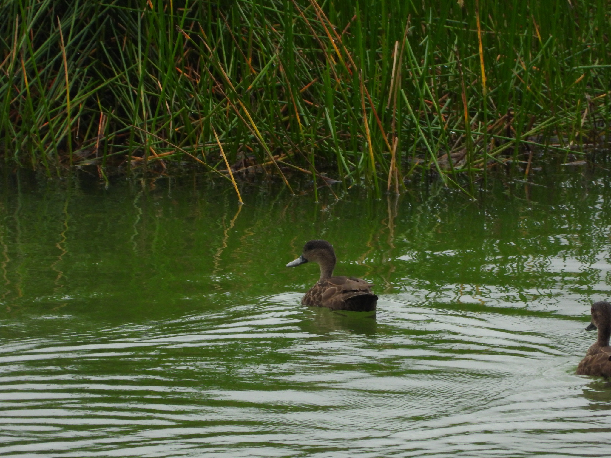Sunda Teal (Anas gibberifrons), photo 2