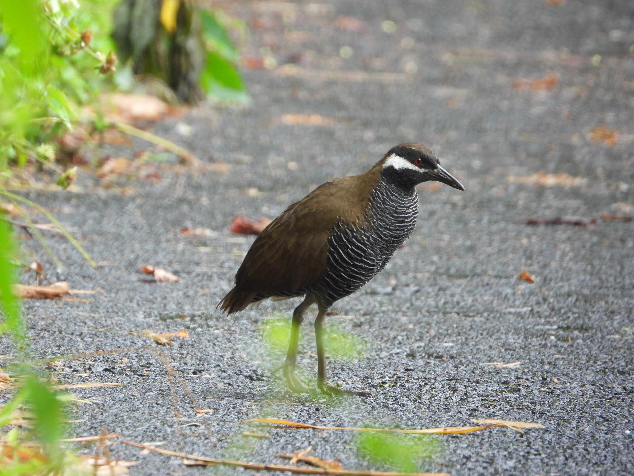 Barred Rail (Gallirallus torquatus), photo 6