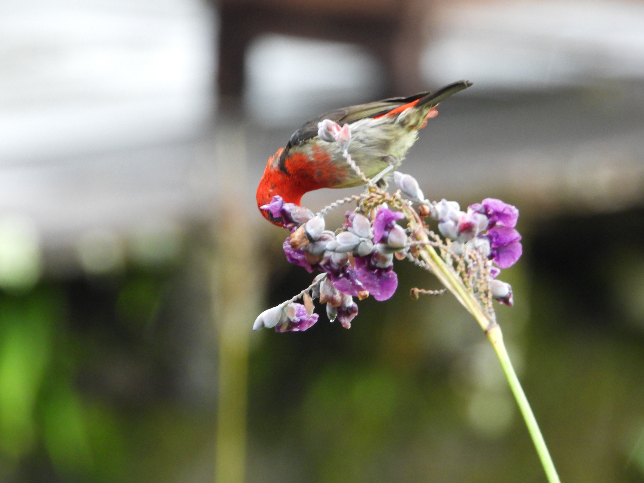 Sulawesi Myzomela (Myzomela chloroptera), photo 1