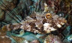 Pseudomonacanthus macrurus