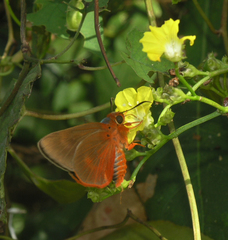 Bibasis oedipodea belesis