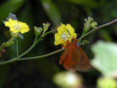 Bibasis oedipodea belesis