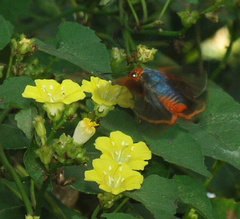 Bibasis oedipodea belesis