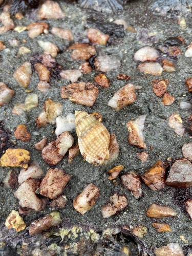 Tritia reticulata