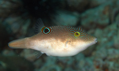 Canthigaster compressa