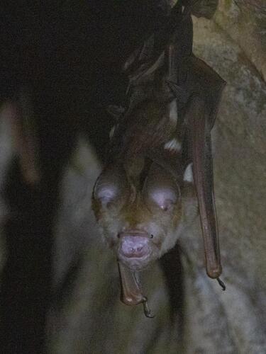 Hipposideros diadema