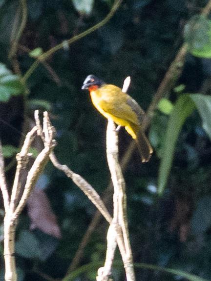 Ruby-throated Bulbul (Pycnonotus dispar)