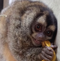 Aotus lemurinus