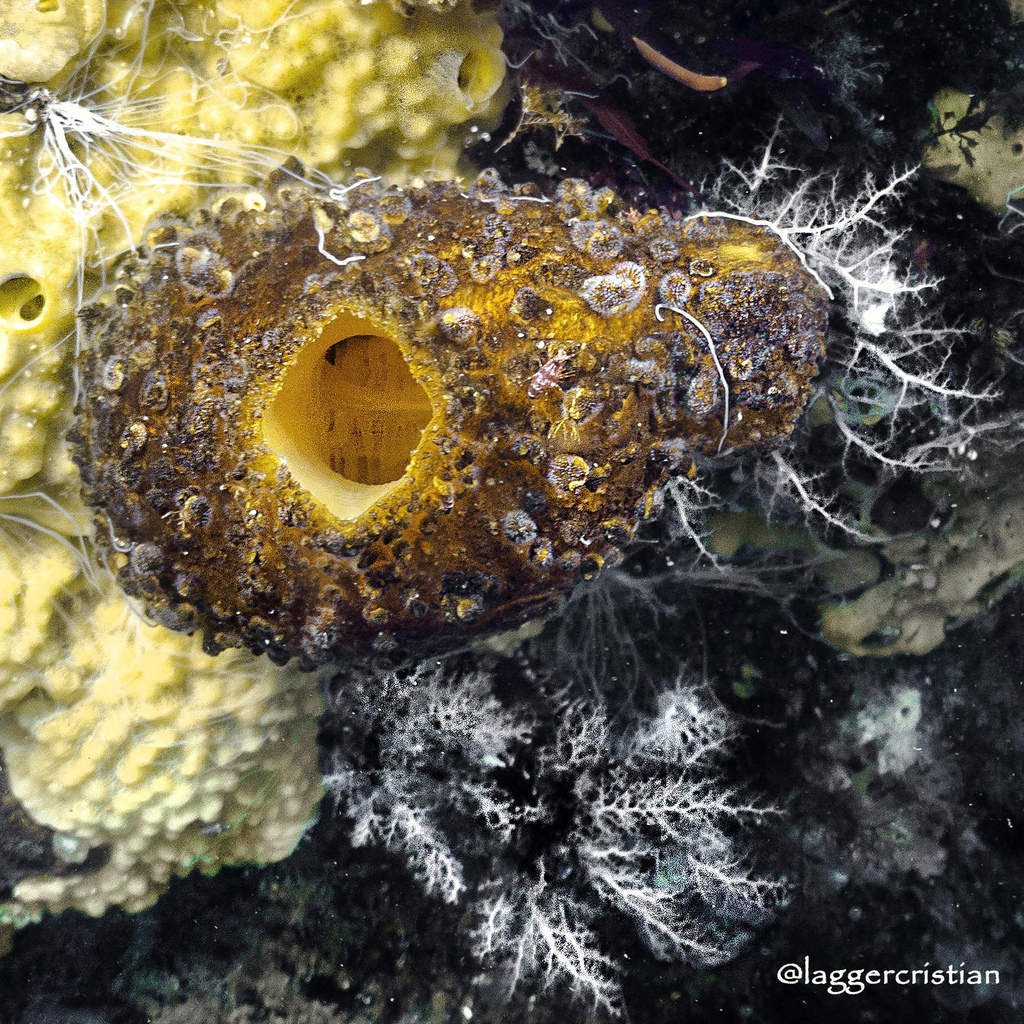 Antarctic Ascidian