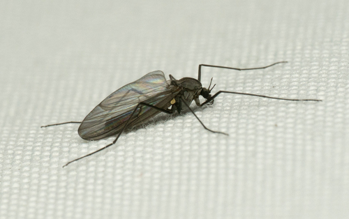 Unknown species found near Anderson County, TN, USA