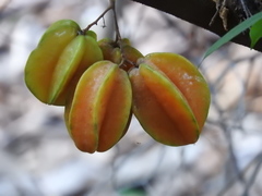 Averrhoa carambola