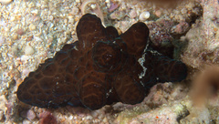 Coriocella nigra