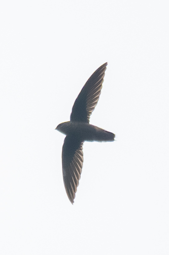 Chapman's Swift