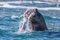 Steller Sea Lion