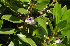 Myoporum bontioides