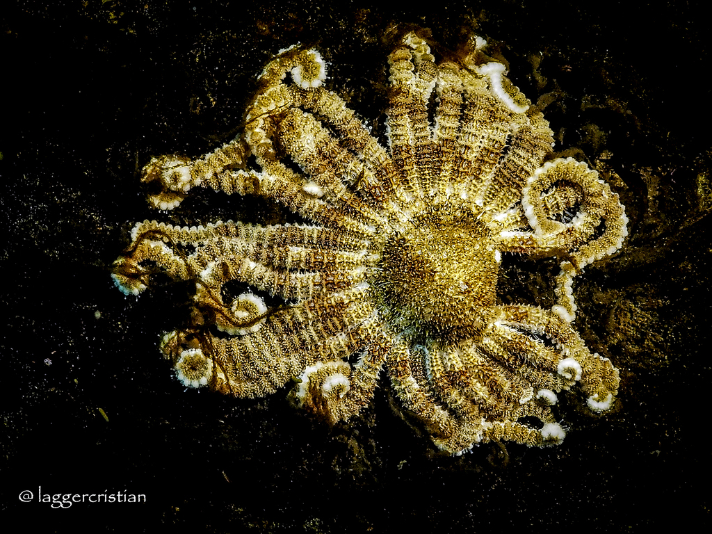 Antarctic Sun starfish