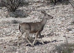 Odocoileus virginianus texanus