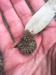 Notholithocarpus densiflorus echinoides