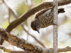 Picumnus squamulatus