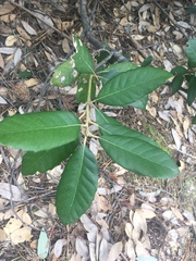 Notholithocarpus densiflorus echinoides